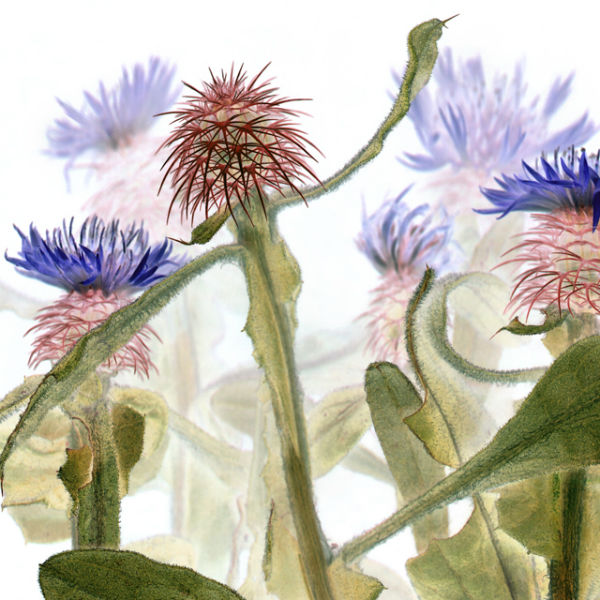 Centaurea paniculata. Foto: Rafa Bartual